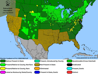 Eutrochium maculatum - Joe Pye Weed Range Map