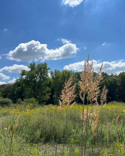 Sorghastrum nutans - Indian Grass