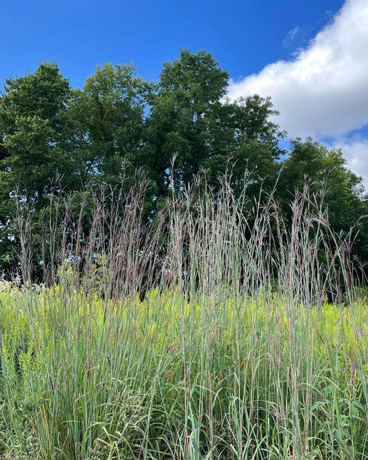 Andropogon gerardii - Big Bluestem