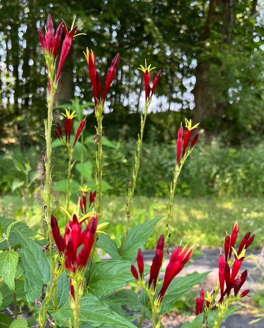 Spigelia marilandica - Indian Pink