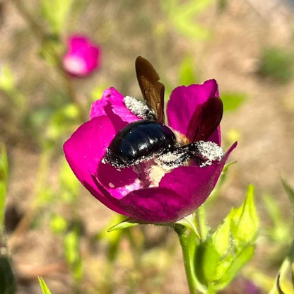 Callirhoe bushii - Bush’s Poppy Mallow Flower with Bee