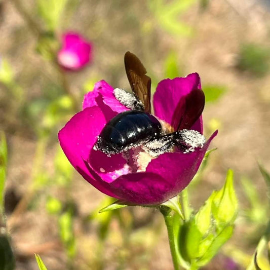 Callirhoe bushii - Bush’s Poppy Mallow Flower with Bee
