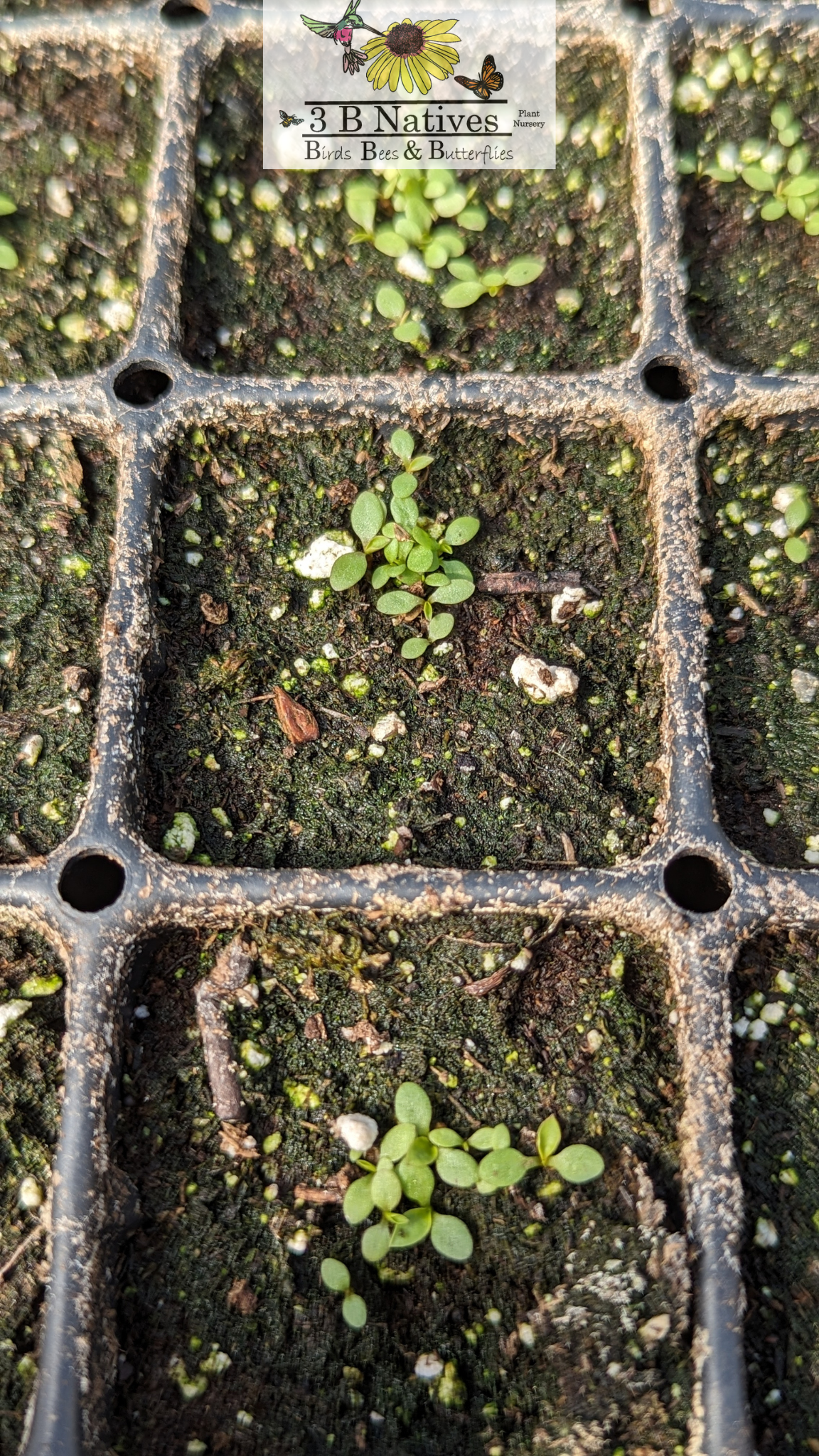 Boltonia asteroides - False Aster Germinated Seedlings