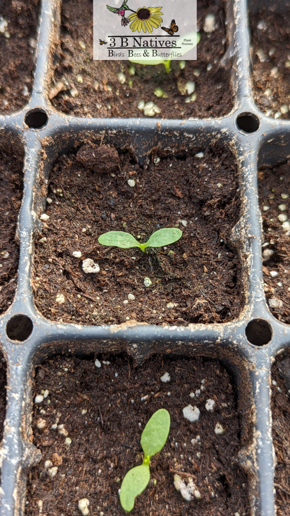 Silene virginica - Fire Pink Germinated Seedlings