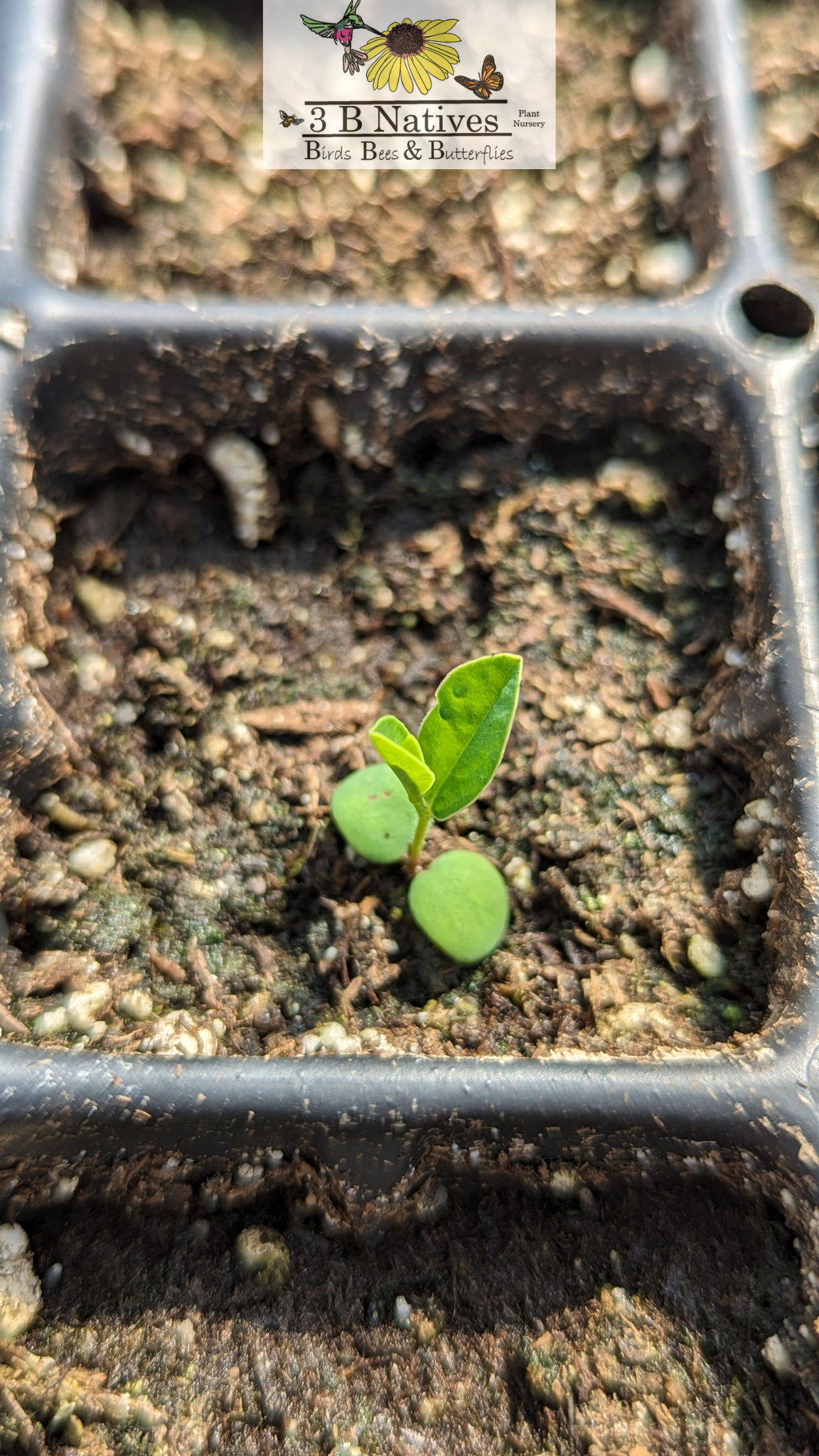 Euphorbia corollata - Flowering Spurge Germinated Seedlings