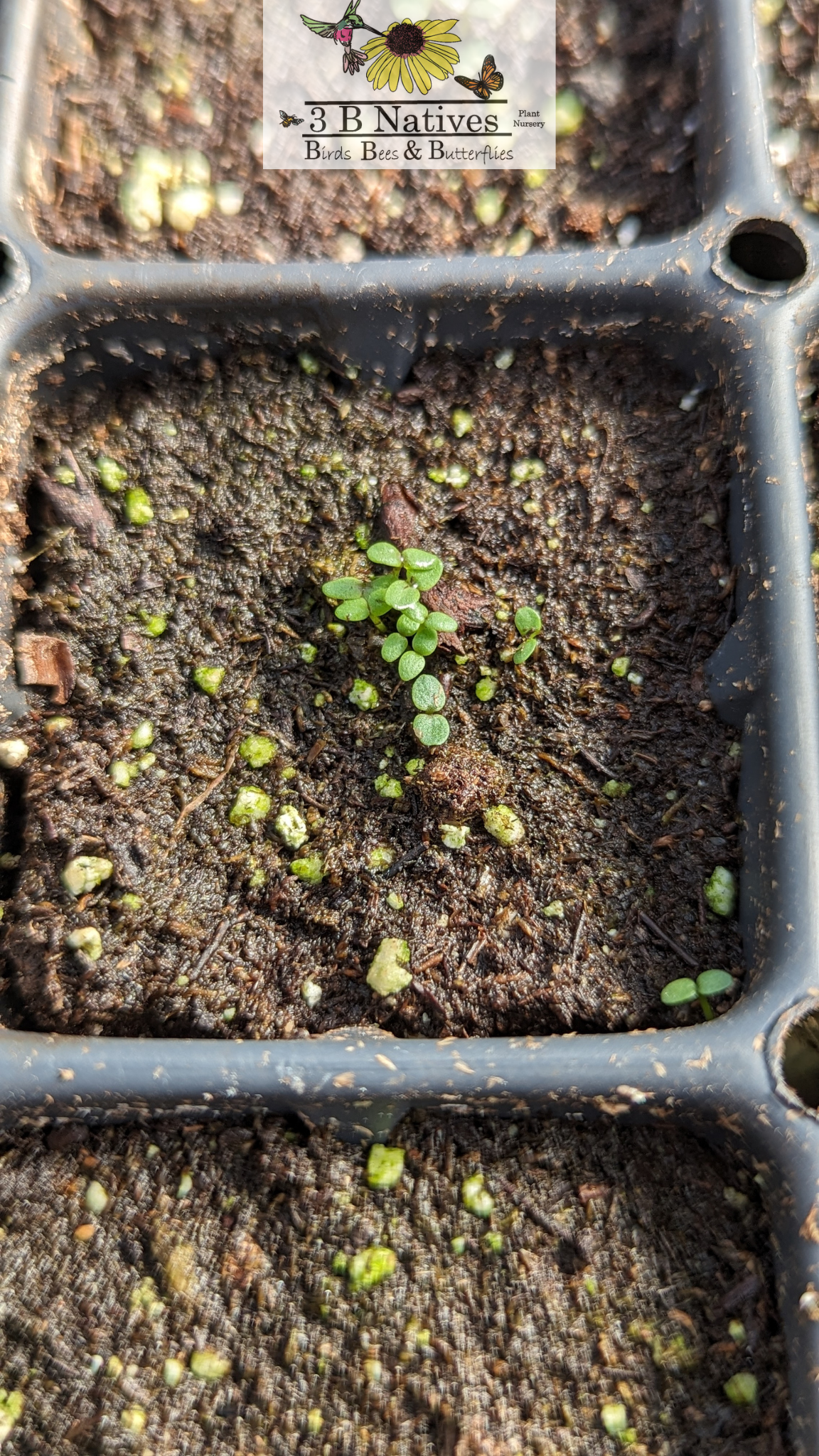 Penstemon digitalis - Foxglove Beardtongue Germinated Seedlings