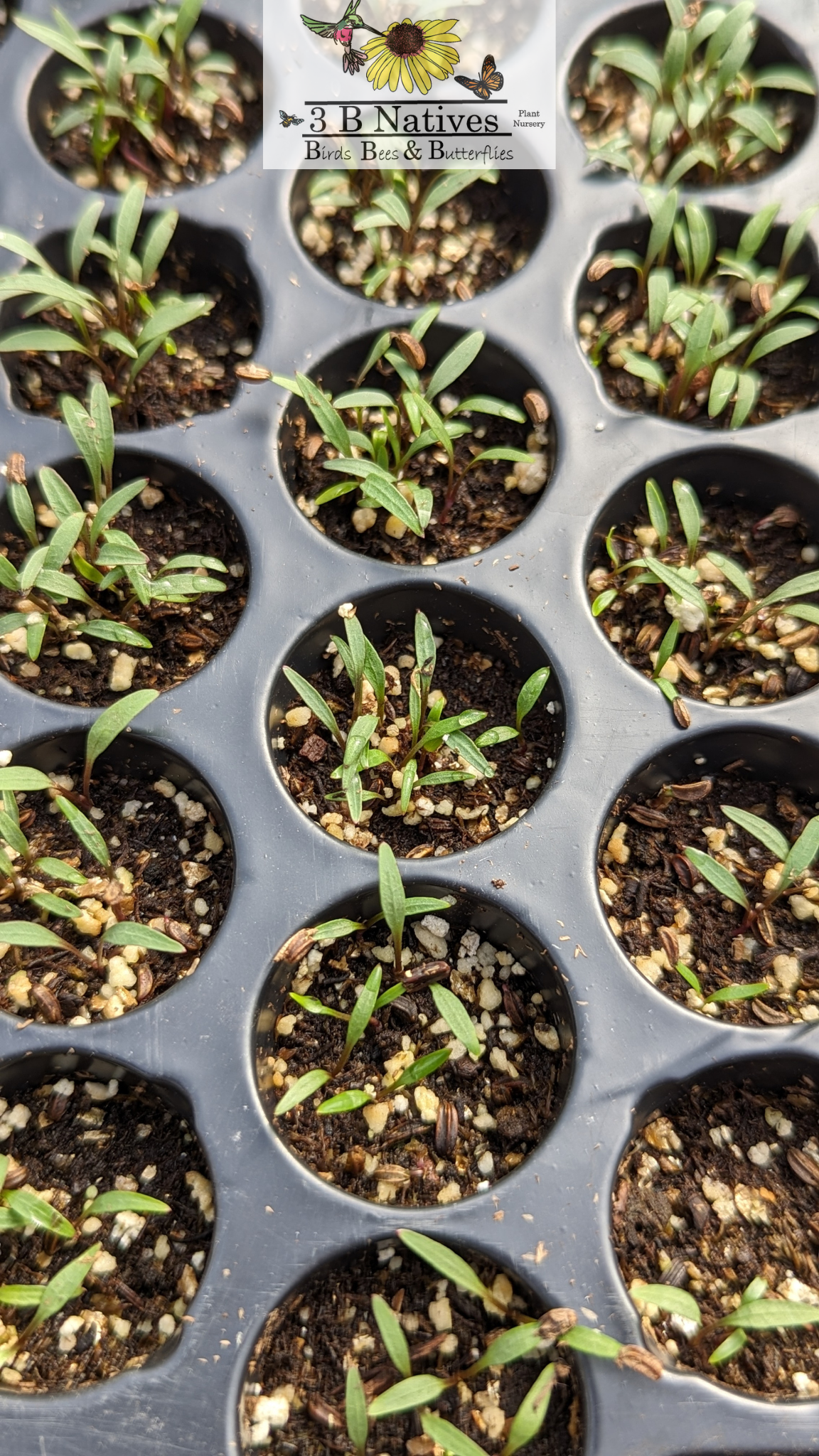 Zizia aurea - Golden Alexanders Germinated Seedlings