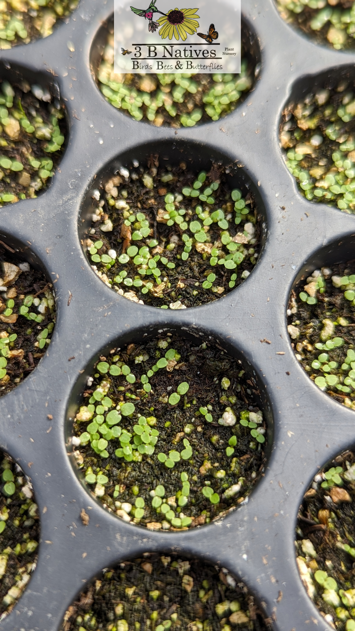 Lobelia siphilitica - Great Blue Lobelia Germinated Seedlings