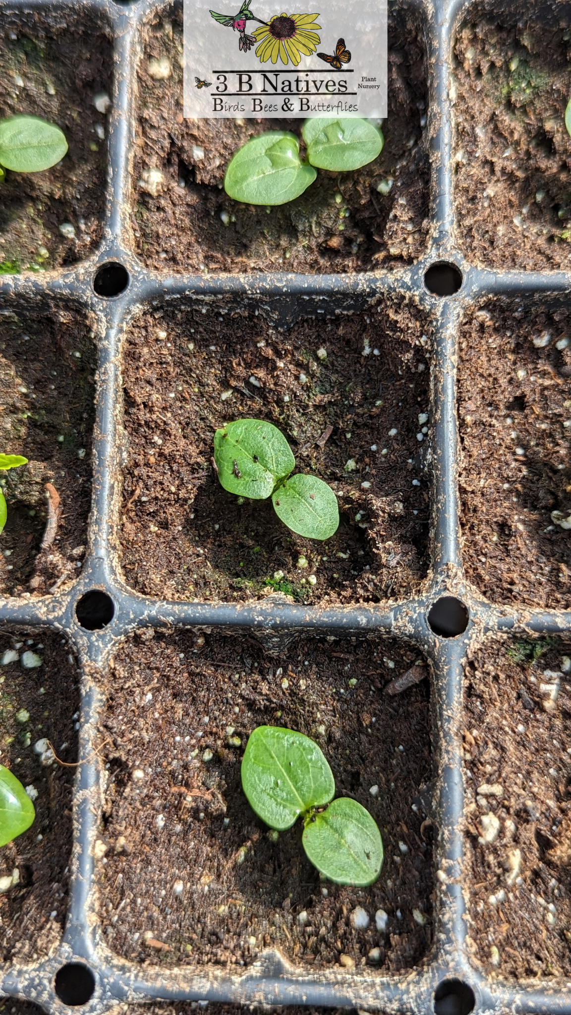 Hibiscus lasiocarpus - Hairy Fruited Hibiscus Germinated Seedlings