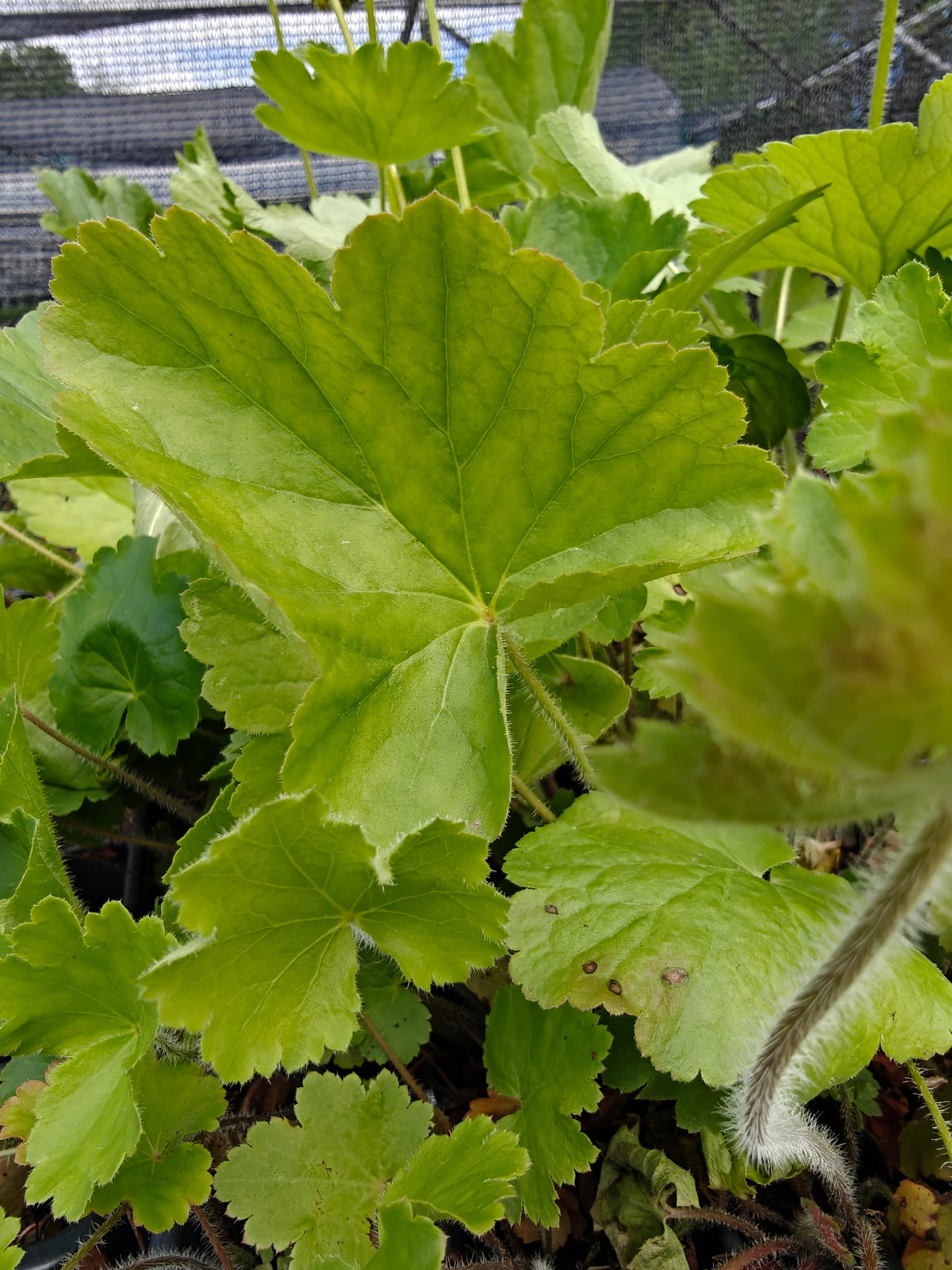 Heuchera richardsonii - Prairie Alumroot