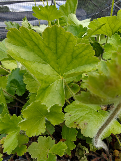 Heuchera richardsonii - Prairie Alumroot