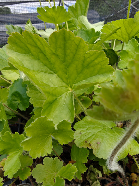Heuchera richardsonii - Prairie Alumroot