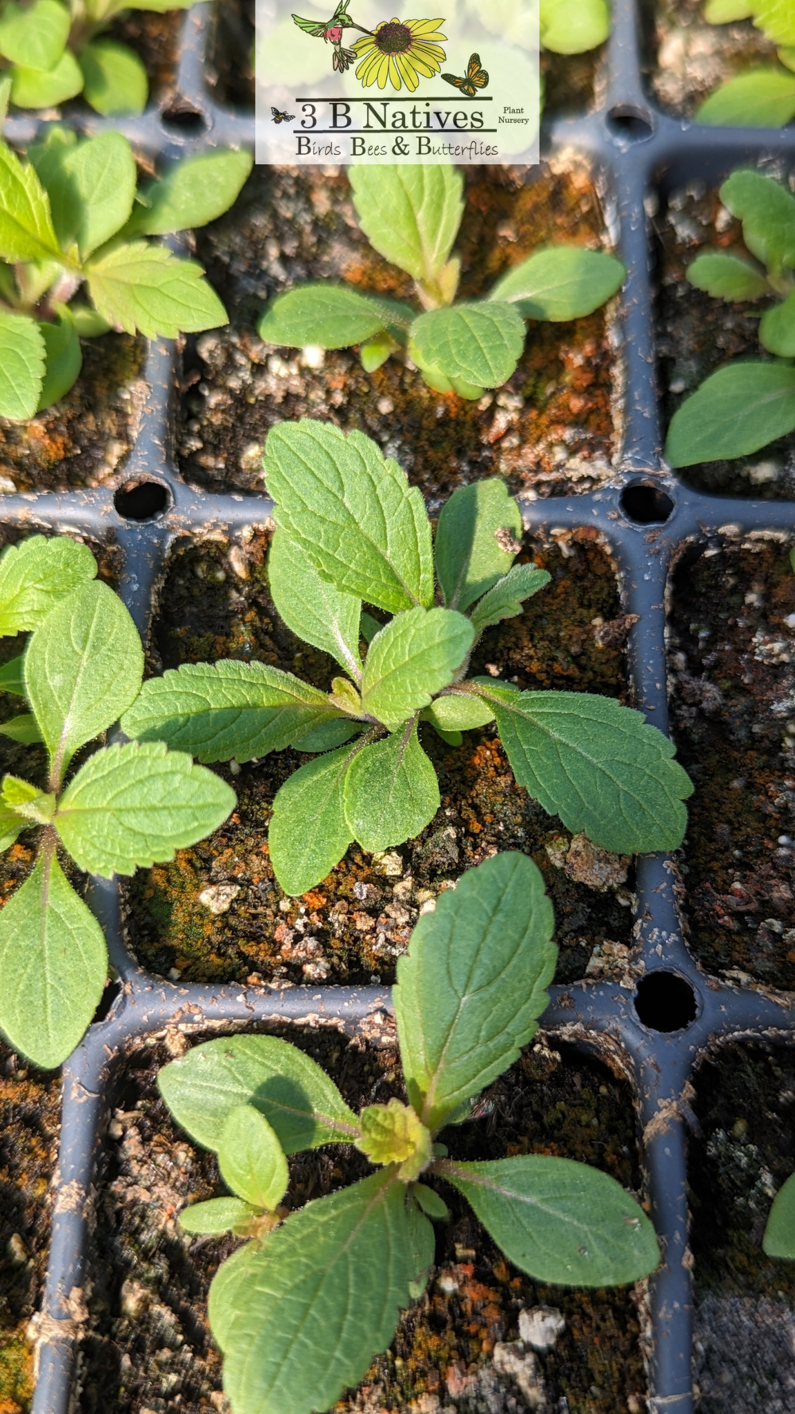 Verbena stricta - Hoary Vervain Germinated Seedlings