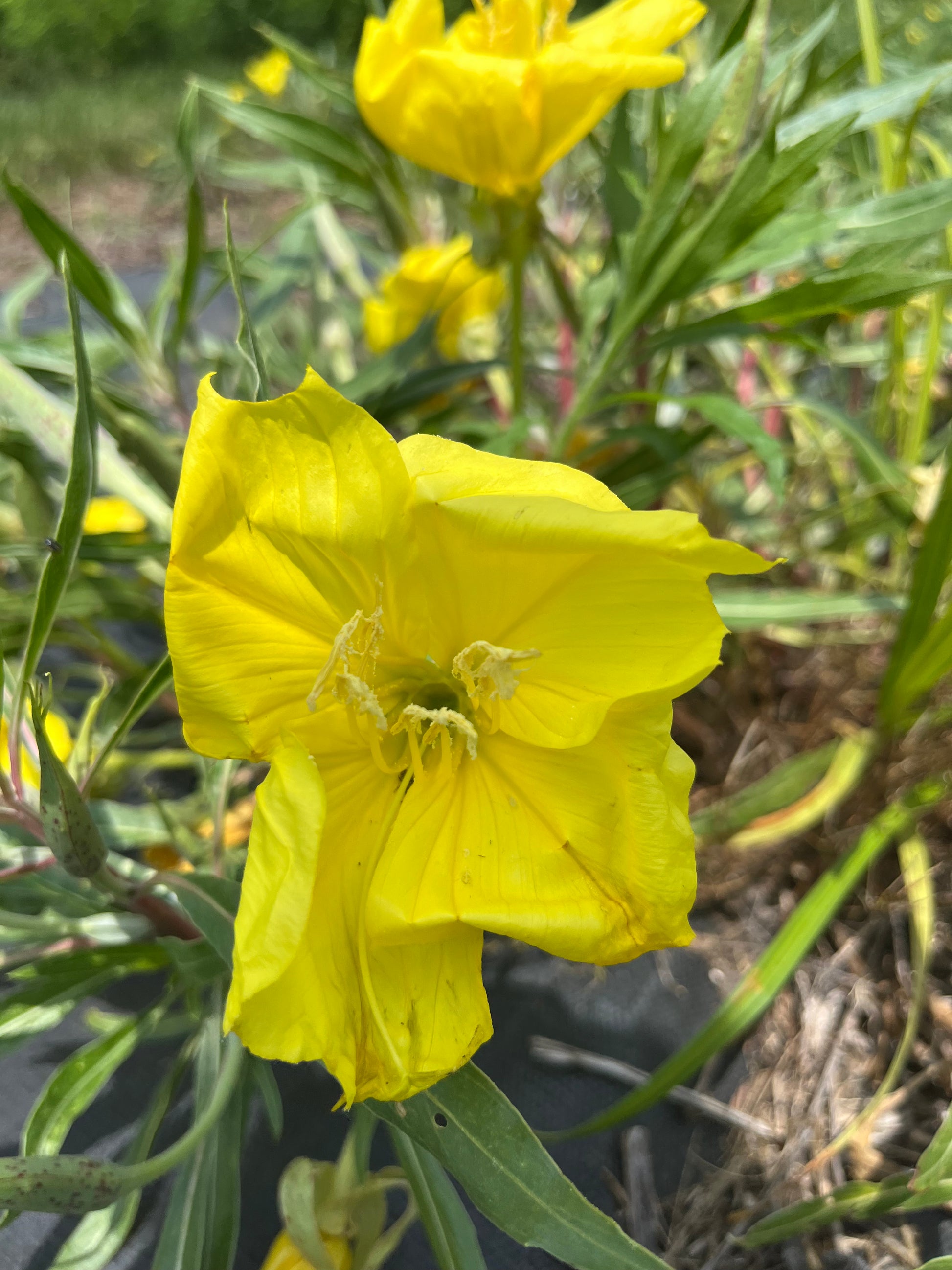 Oenothera macrocarpa - Missouri Evening Primrose Yellow Flower