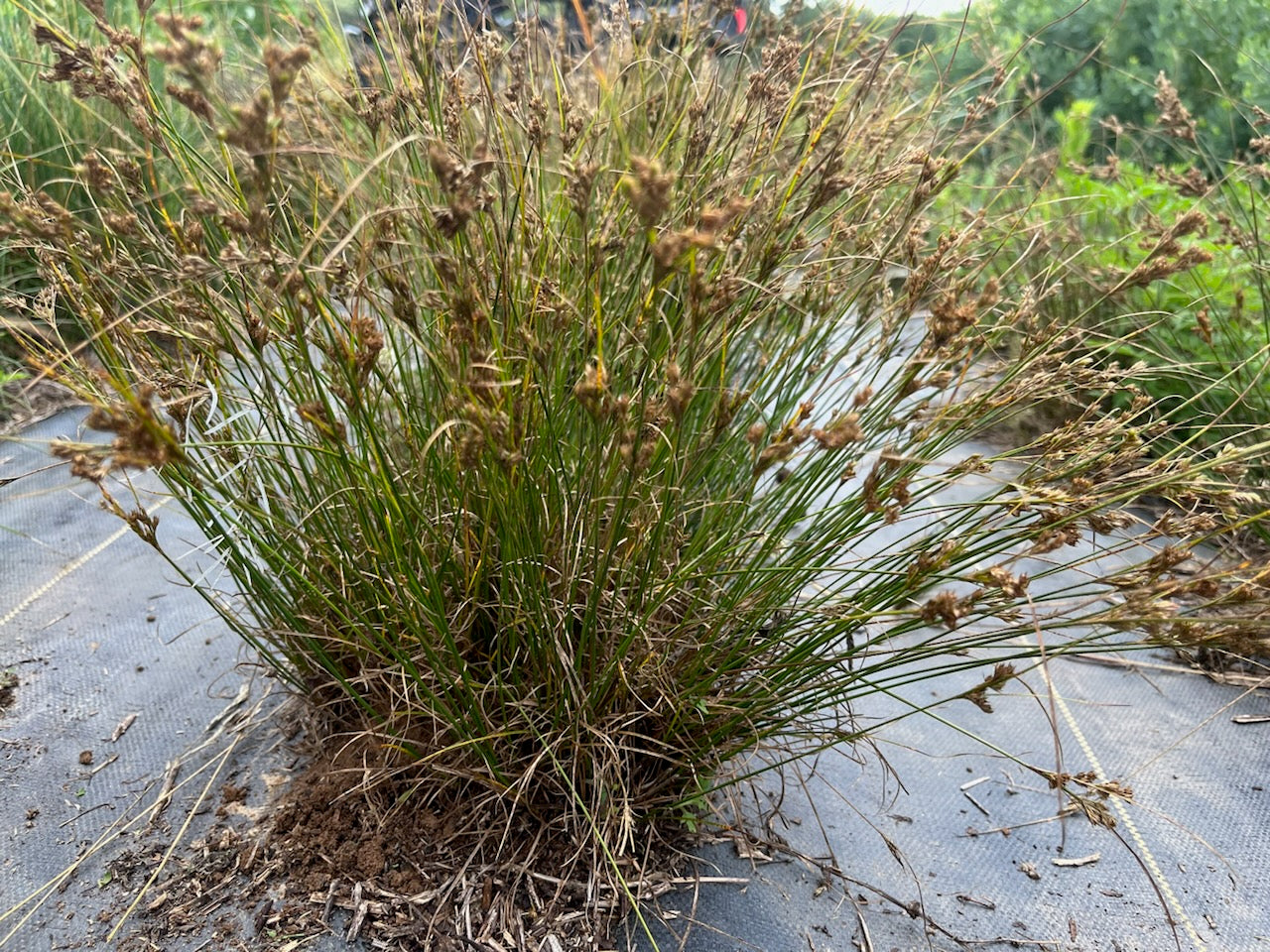 Juncus tenuis - Path Rush