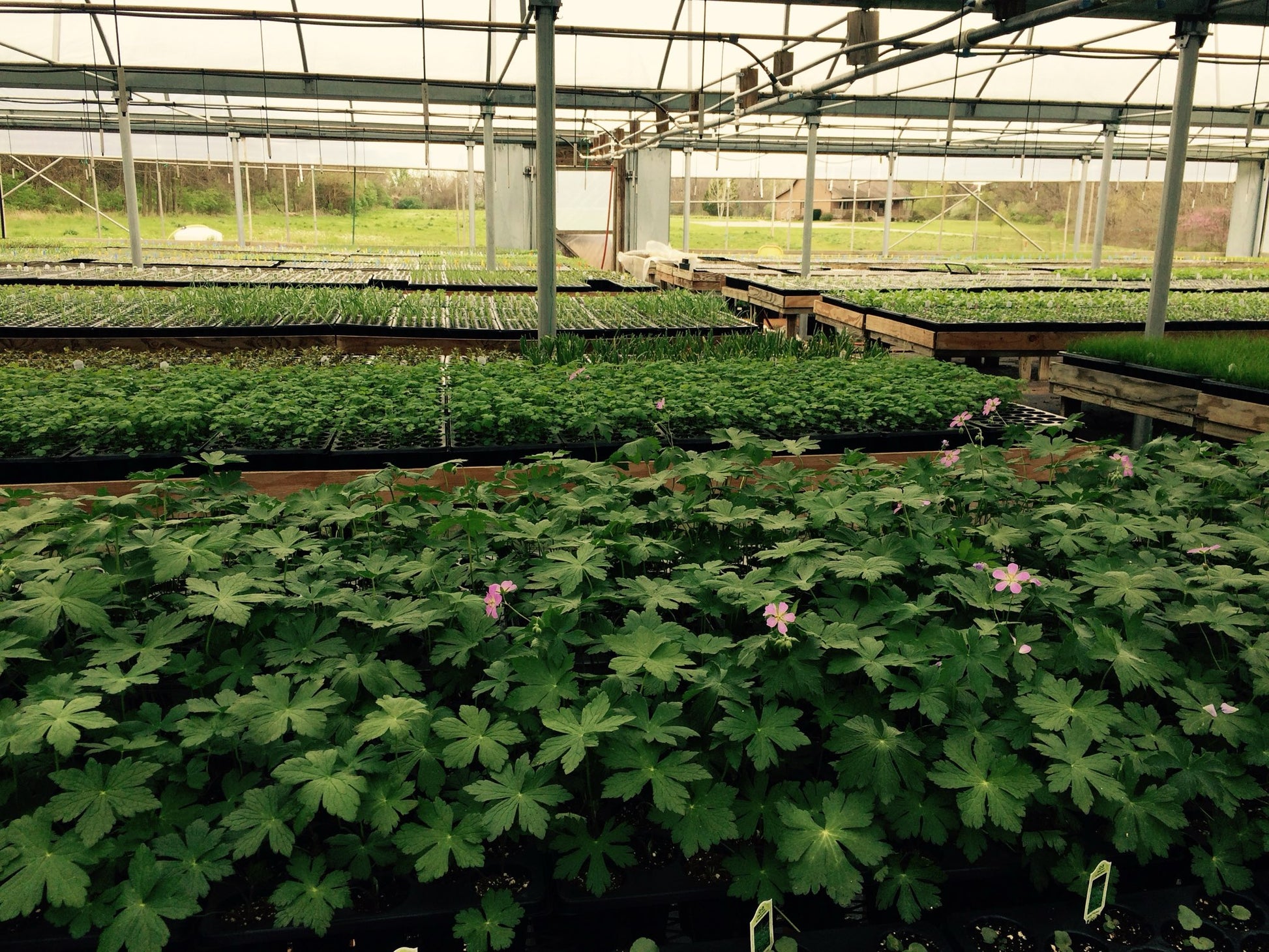 Geranium maculatum - Wild Geranium