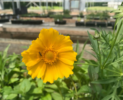 Coreopsis lanceolata - Sand Coreopsis/Lanceleaf Coreopsis