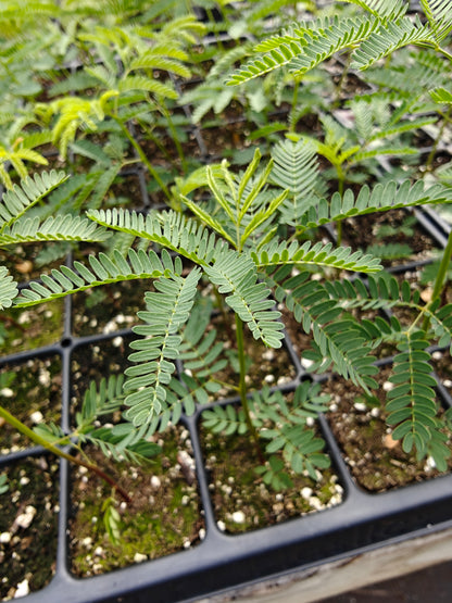 NEW Desmanthus illinoensis - Illinois Bundle Flower