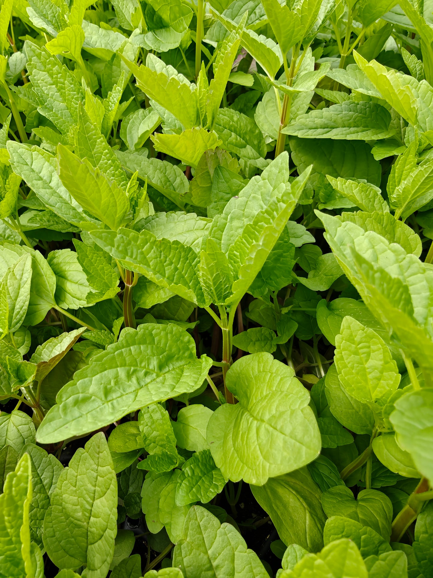 NEW Scutellaria lateriflora - Mad Dog Skullcap