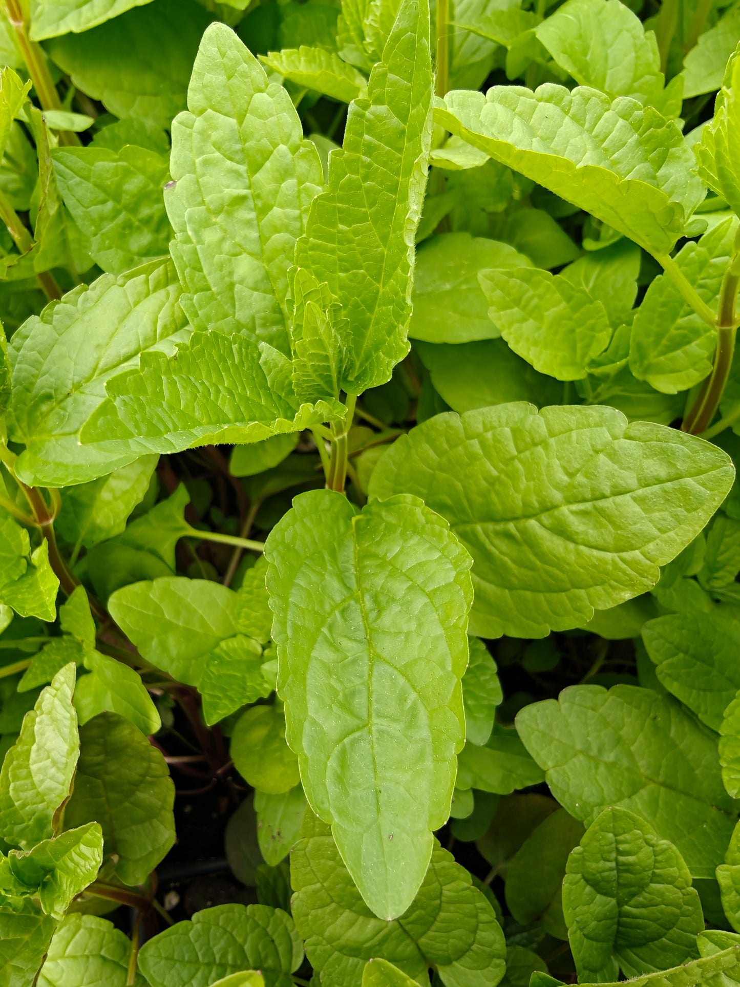 NEW Scutellaria lateriflora - Mad Dog Skullcap