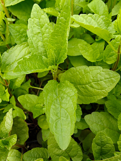 NEW Scutellaria lateriflora - Mad Dog Skullcap