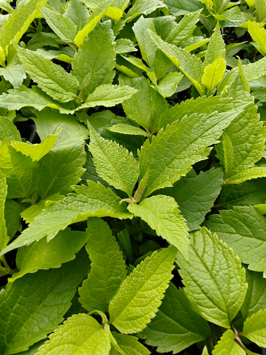 Eutrochium maculatum - Joe Pye Weed
