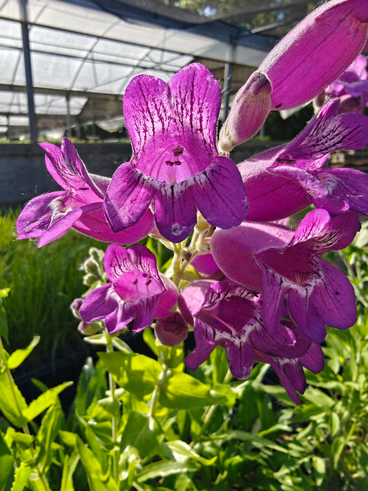 Penstemon cobaea - Showy Beardtongue