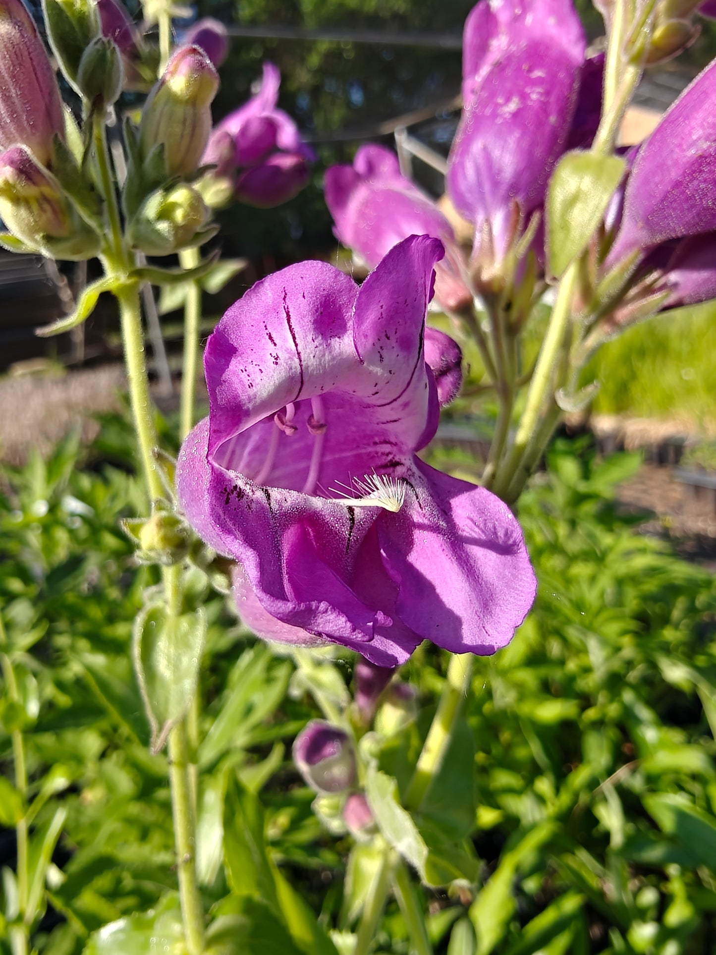 Penstemon cobaea - Showy Beardtongue