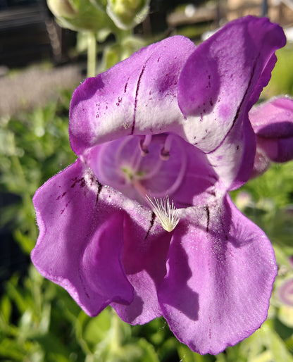 Penstemon cobaea - Showy Beardtongue