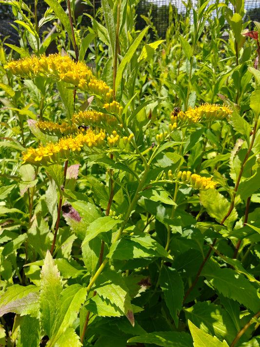 Solidago ulmifolia - Elm Leaved Goldenrod