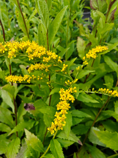 Solidago ulmifolia - Elm Leaved Goldenrod