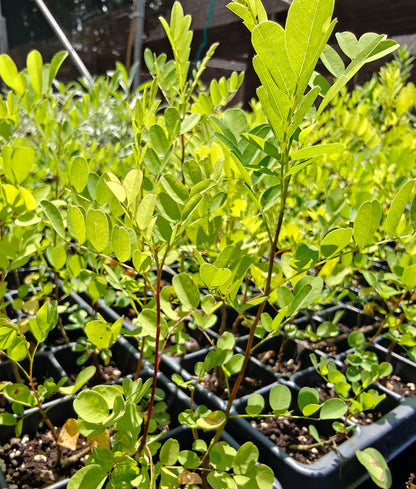 Amorpha fruticosa - False Indigo