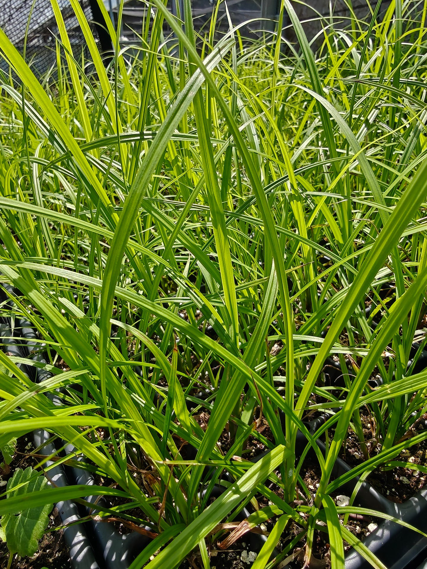 Carex lupulina - Common Hop Sedge