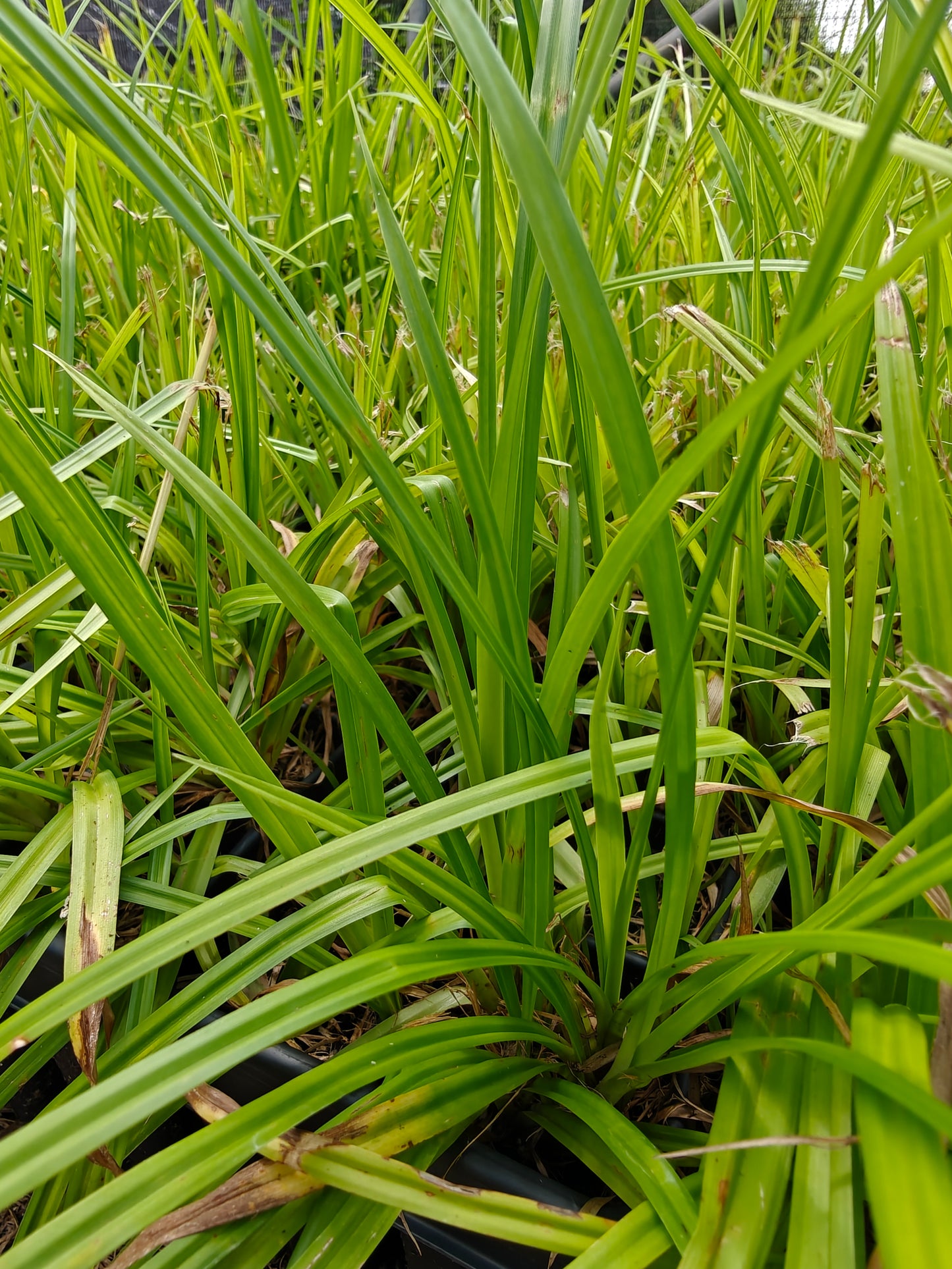 Scirpus atrovirens - Dark-green Bulrush