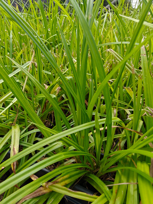 Scirpus atrovirens - Dark-green Bulrush
