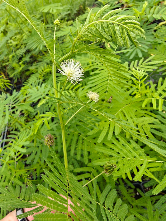 Desmanthus illinoensis - Illinois Bundle Flower