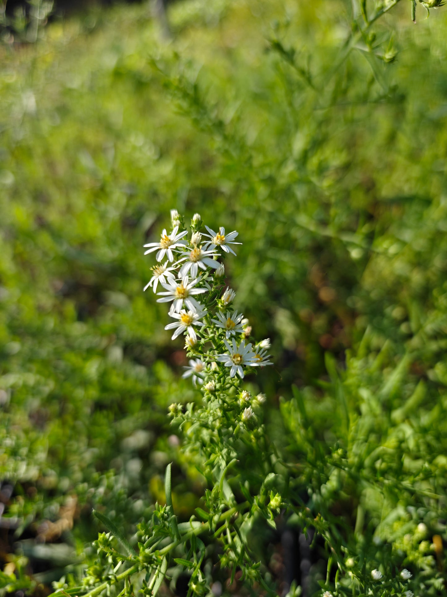 Symphyotrichum ericoides - Heath Aster