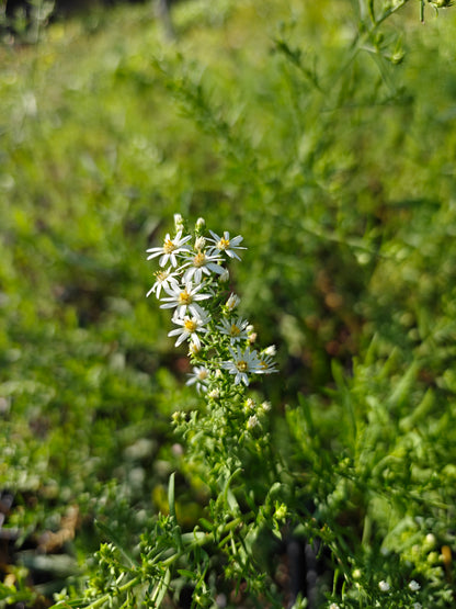 Symphyotrichum ericoides - Heath Aster