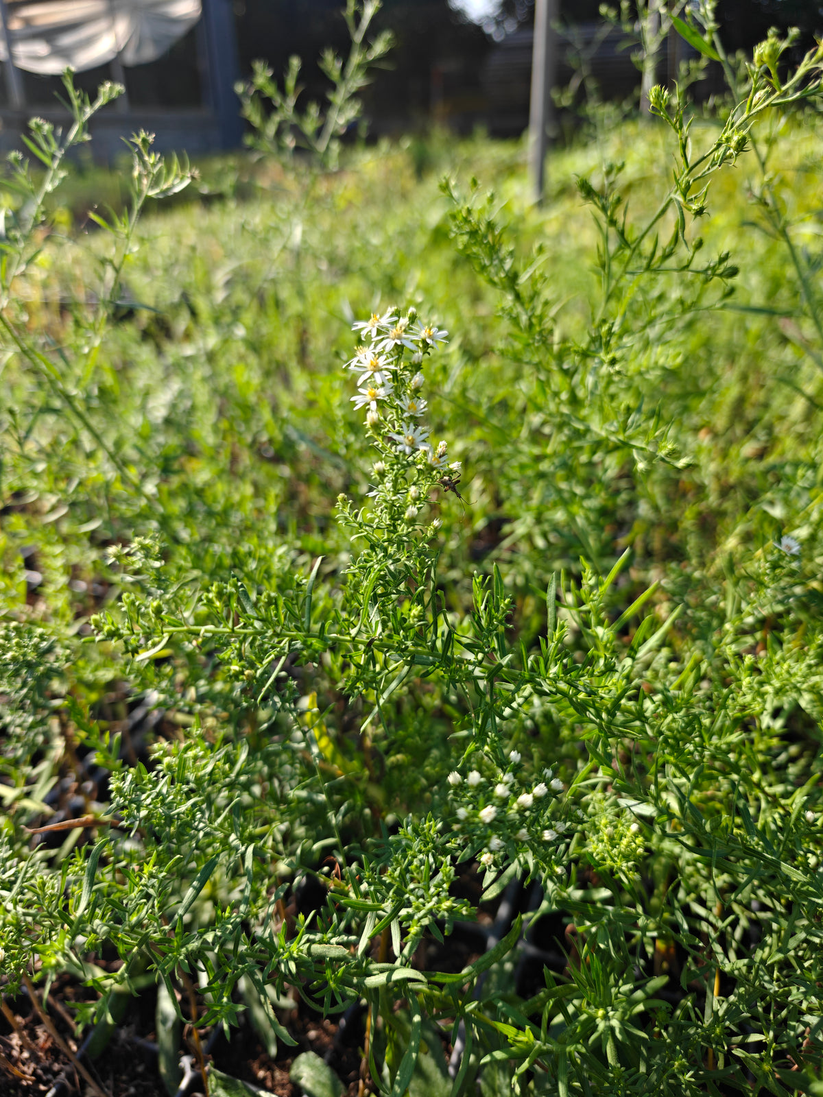 Symphyotrichum ericoides - Heath Aster