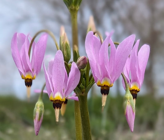 Dodecatheon meadia - Shooting Star