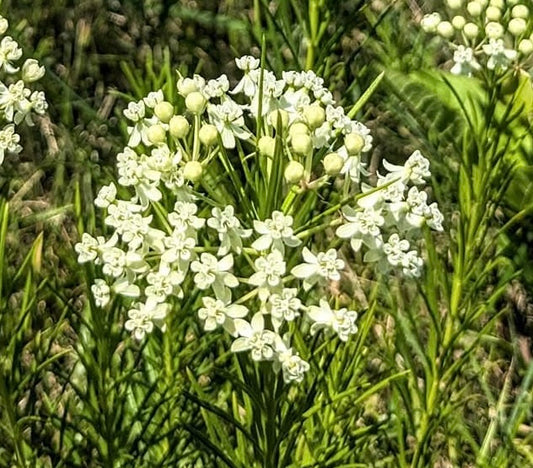 Asclepias verticillata - Whorled Milkweed
