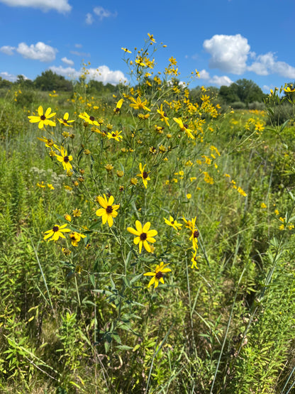 Coreopsis tripteris - Tall Coreopsis