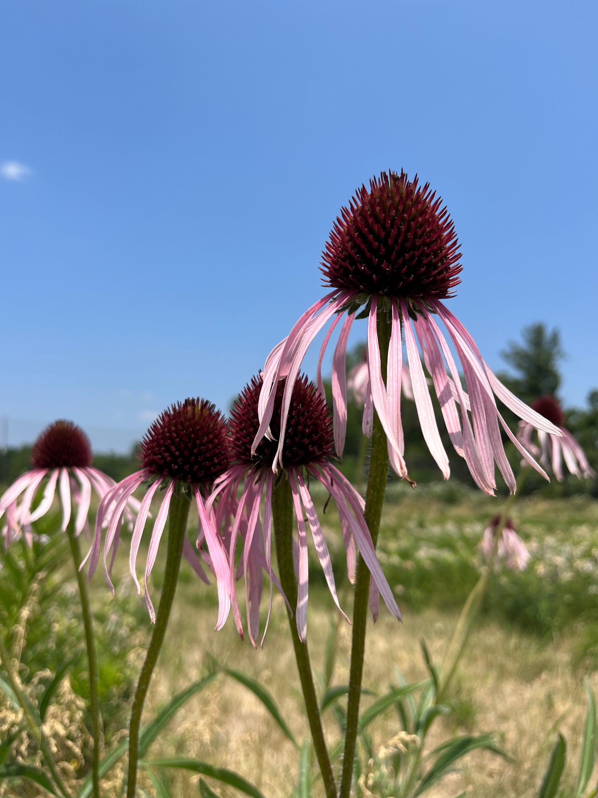 Echinacea pallida - Pale Purple Coneflower