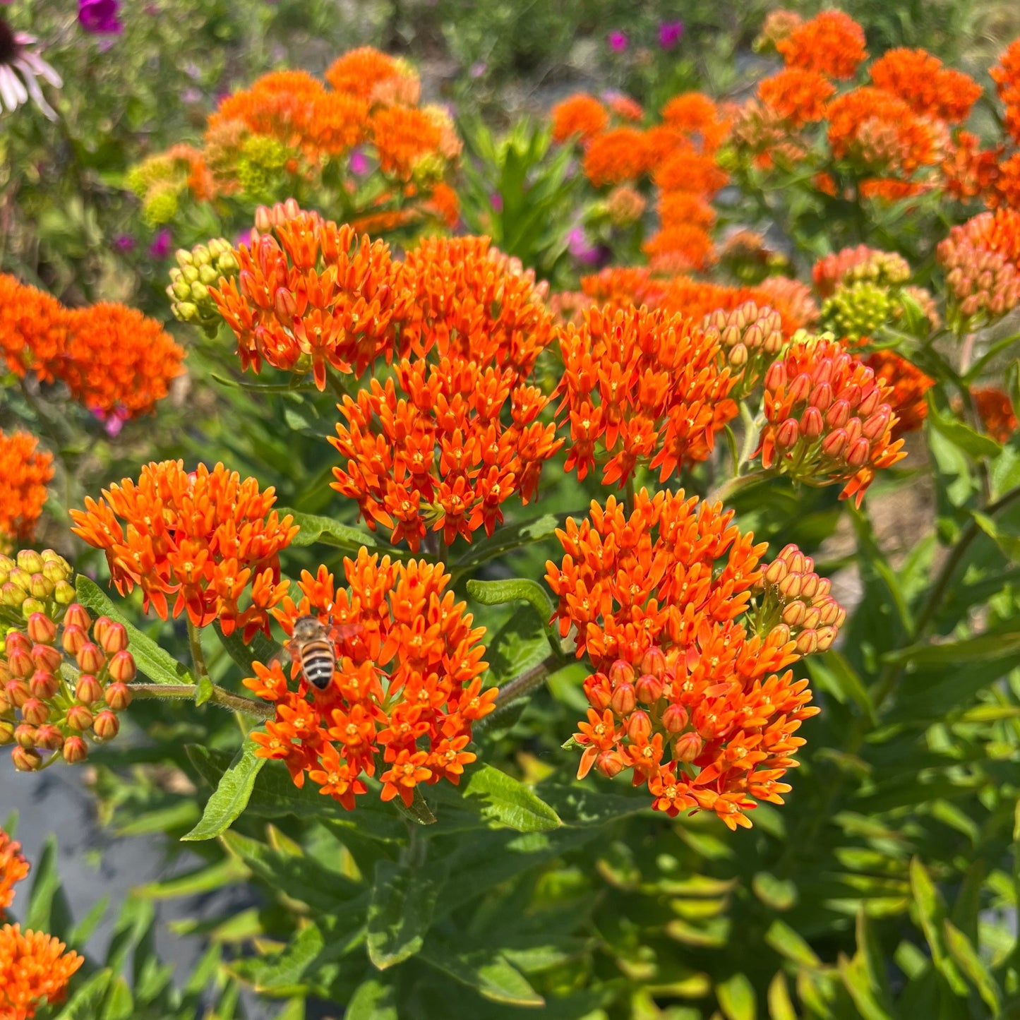 Asclepias tuberosa - Butterfly Weed