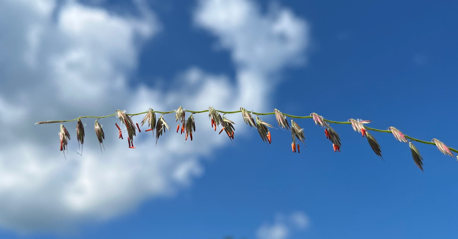 Bouteloua curtipendula - Side-oats Grama