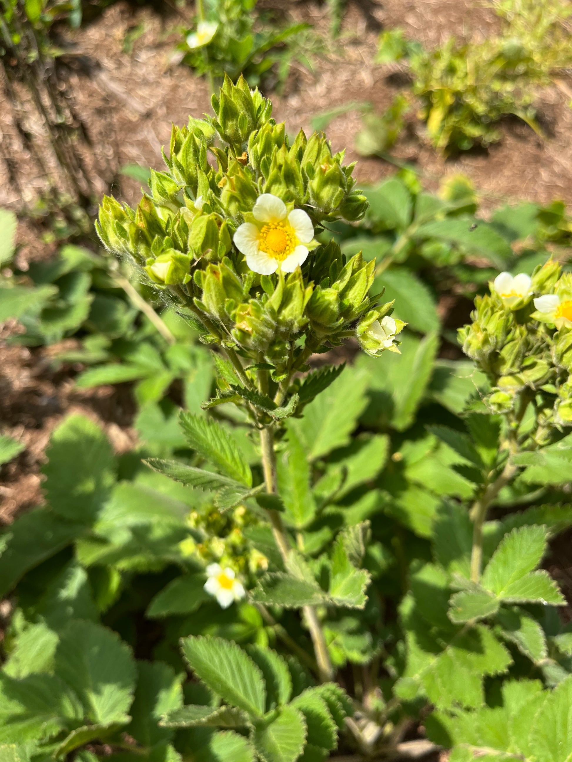 Drymocallis arguta - Prairie Cinquefoil Flower