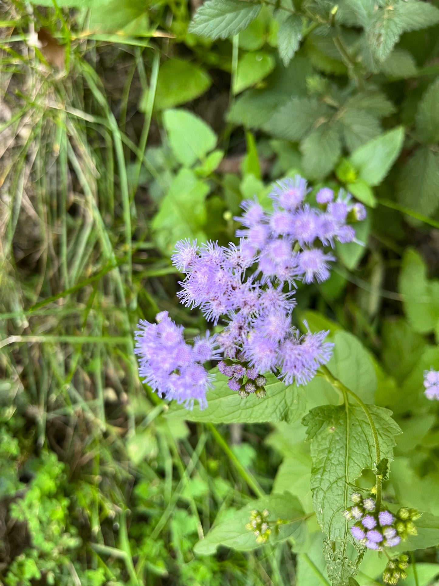 Conoclinium coelestinum - Mistflower 