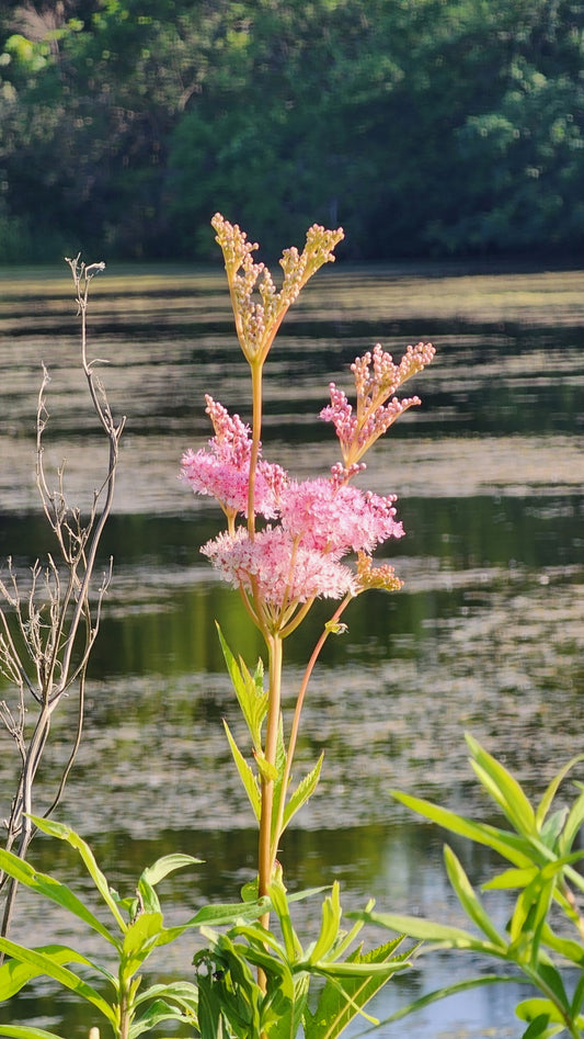 Filipendula rubra - Queen of the Prairie