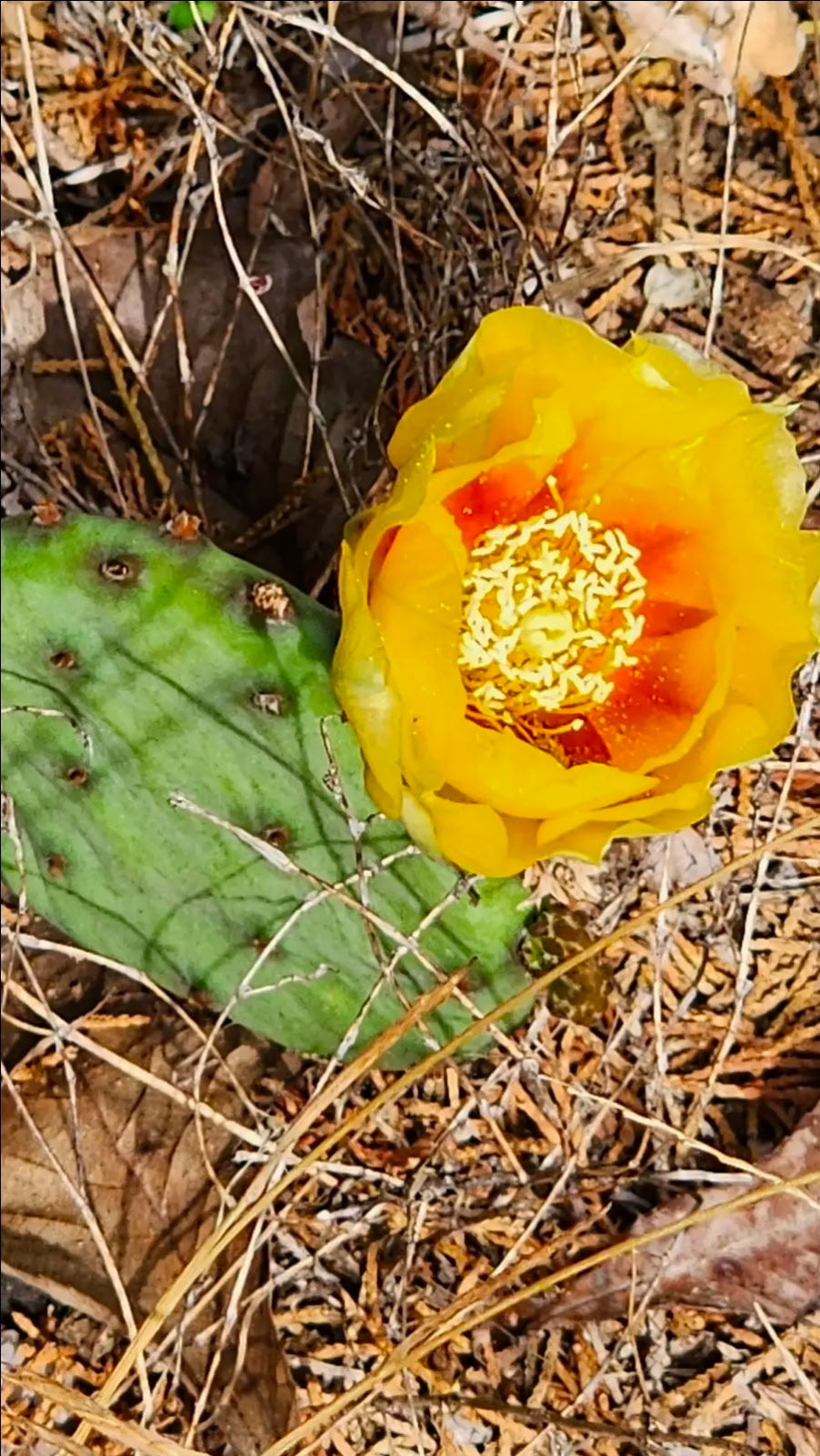 Optunia cespitosa - Eastern Prickly Pear Cactus Pads
