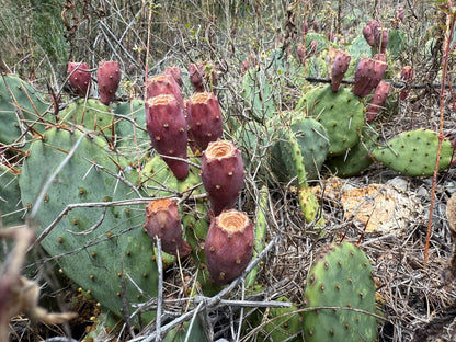 Optunia cespitosa - Eastern Prickly Pear Cactus Pads